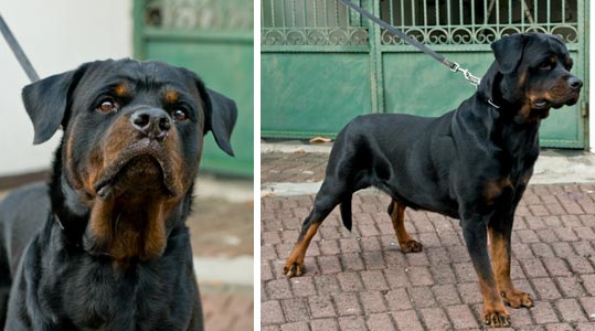 Oreo Von Hause Kichi