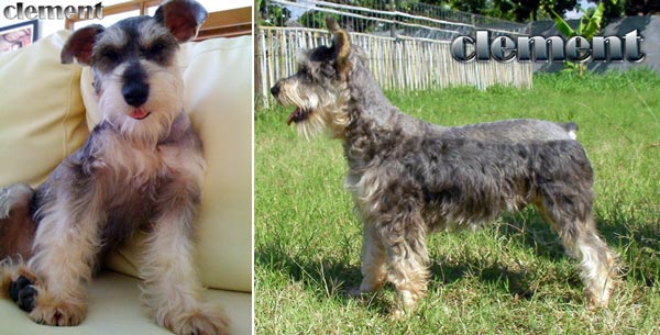 Clement von Matahari