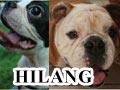 Boston & Bulldog Hilang Di Bintaro