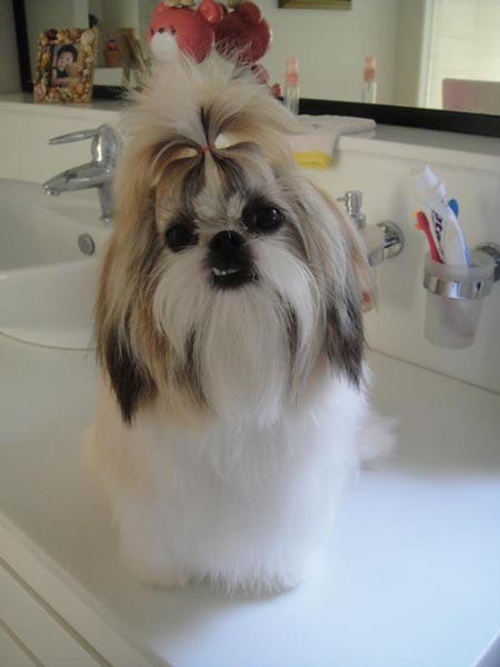 Shih Tzu Hilang Di Pakuwon Surabaya