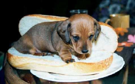 Menu Daging Anjing & Kucing Bakal Dilarang Di China