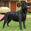BlackLiss Labradors