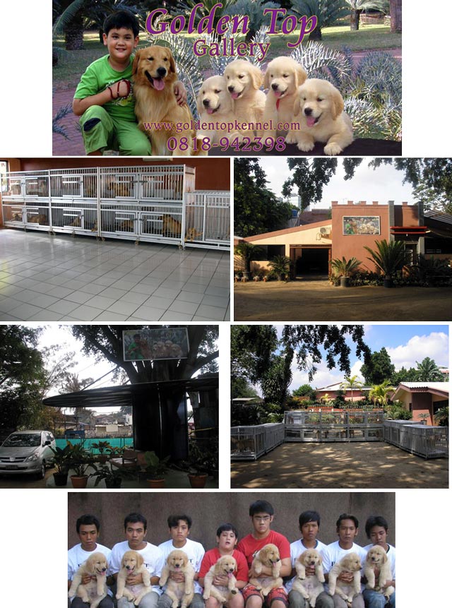 Golden Top kennel
