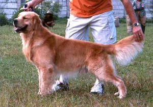 SS93 Golden Retriever