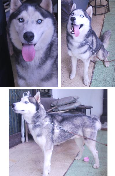 Dexter von Sierra Uniform