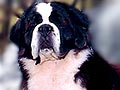 Saint Bernard