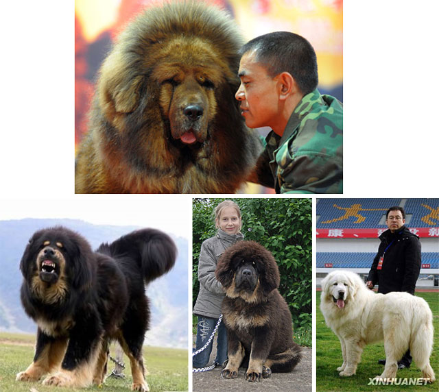 Tibetan Mastiff