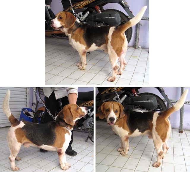 Lambert Von Slumber Land