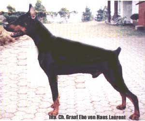 Haus Laurent Dobermann