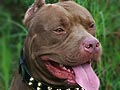 Ascot von Bulldozer