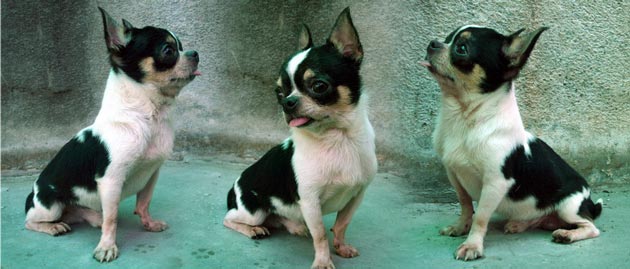 Bandit of Eight Immortal FC