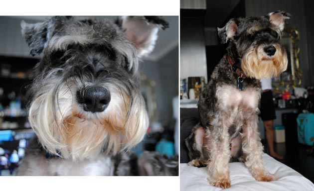 Miniature Schanauzer Hilang Di Kemang