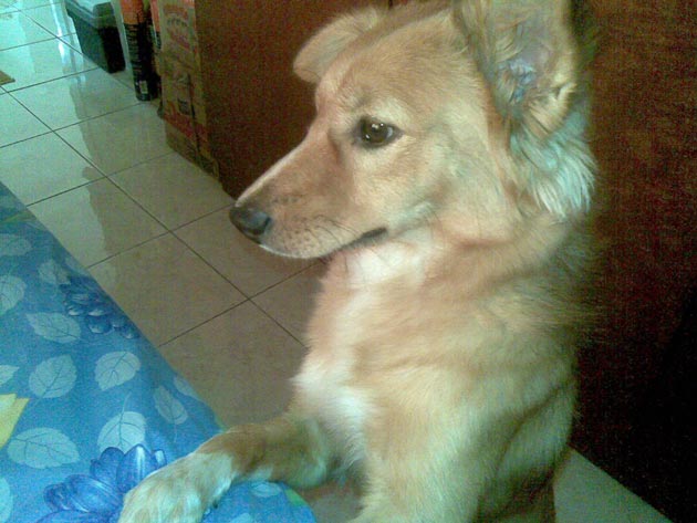 Anjing Mixed Breed Hilang Di Gading Serpong