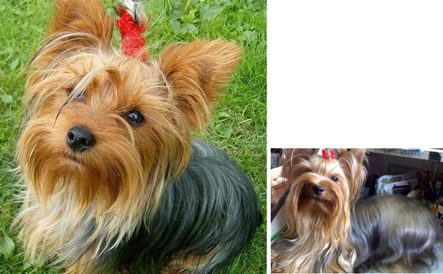 Yorkshire Hilang Di Mangga Besar 1