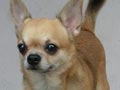 Rosewood el Sebastian (Pako)