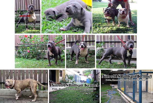 Nitro918Bullypit Kennel