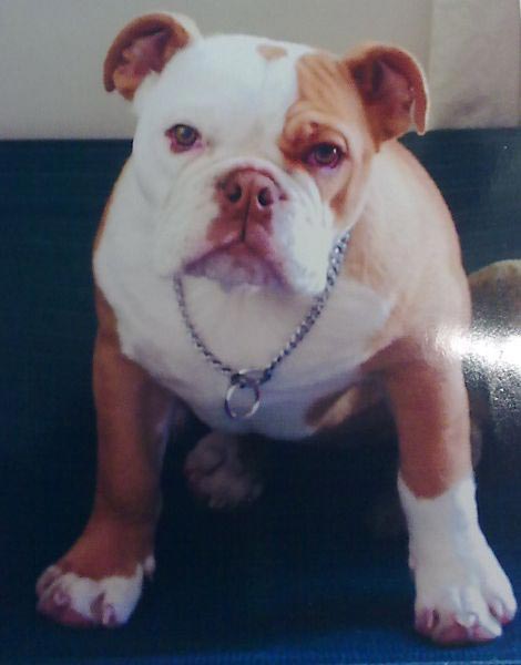 English Bulldog Hilang 