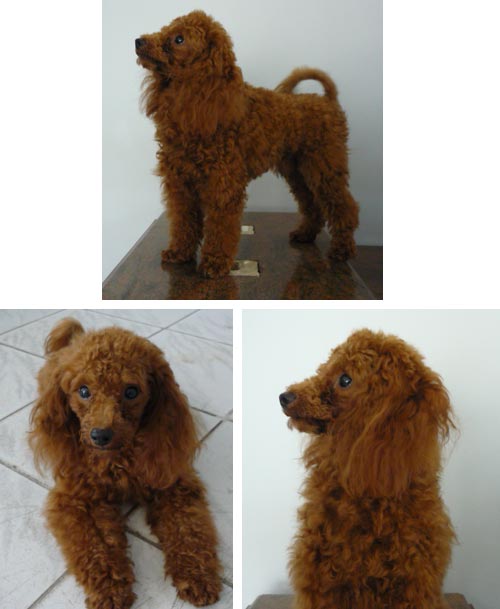 Shimiktoy Little Boy Blue