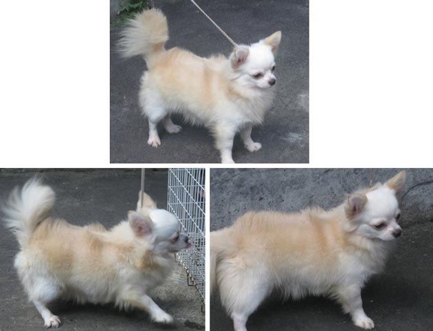 Kenzo von de la Vega