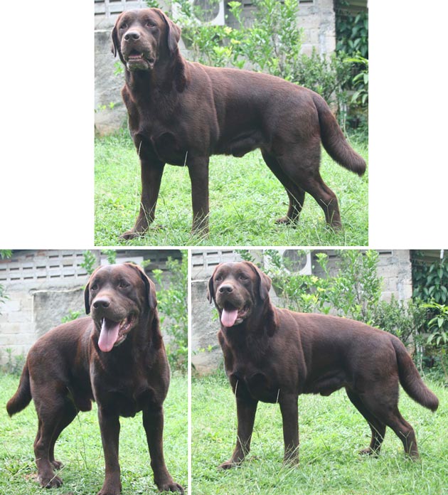 Brown Sugar Of Simply