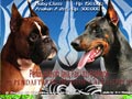 Speciality Dobermann & Boxer 