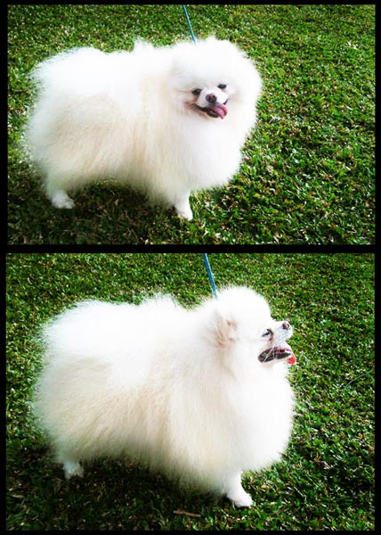 Tankmar of Chiao Li Ya FCI