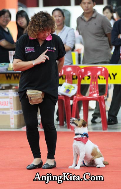 Anjing Anda Wajib Diberi Pelatihan