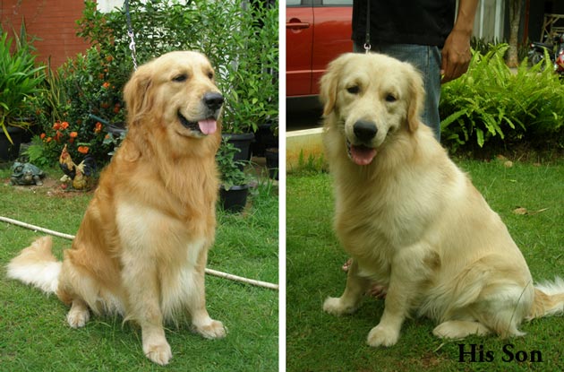 Barendz Brown Von Kumara