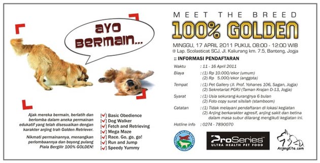 Meet the breed: 100% GOLDEN