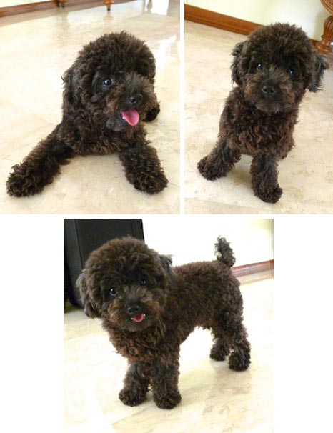 Grift Jolli Von Gofi