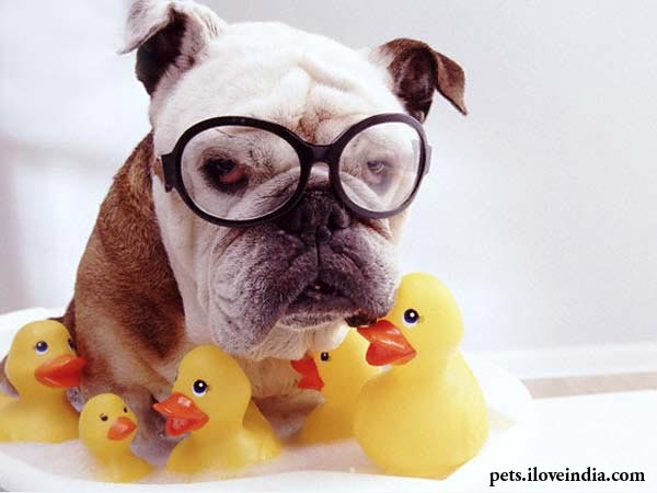 Perawatan Mainan Anjing