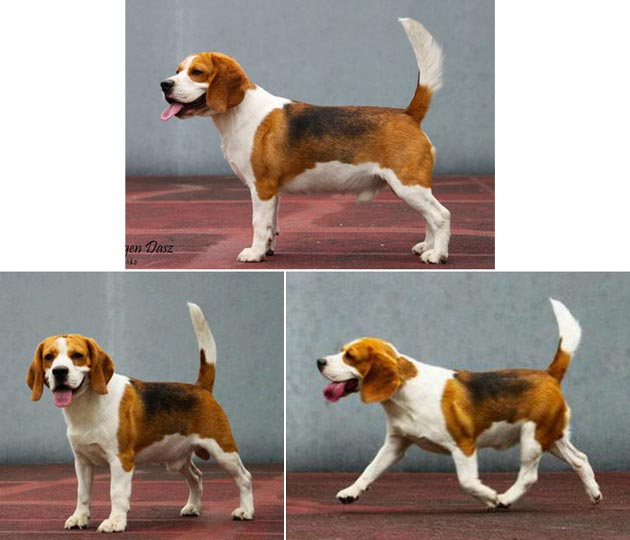 INA.CH.Booboo King of Yakuza