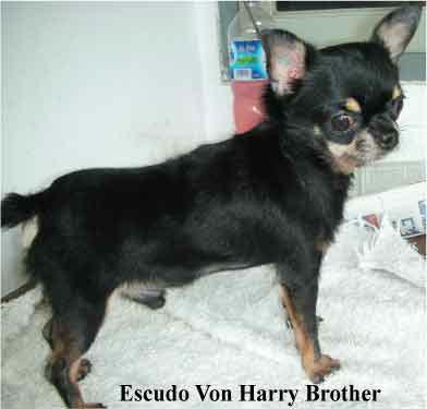 Escudo Von Harry Brother