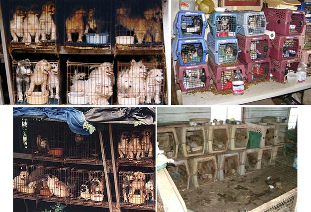 Stop Puppy Mills !!!