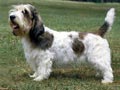 Petit Basset Griffon Vend�en
