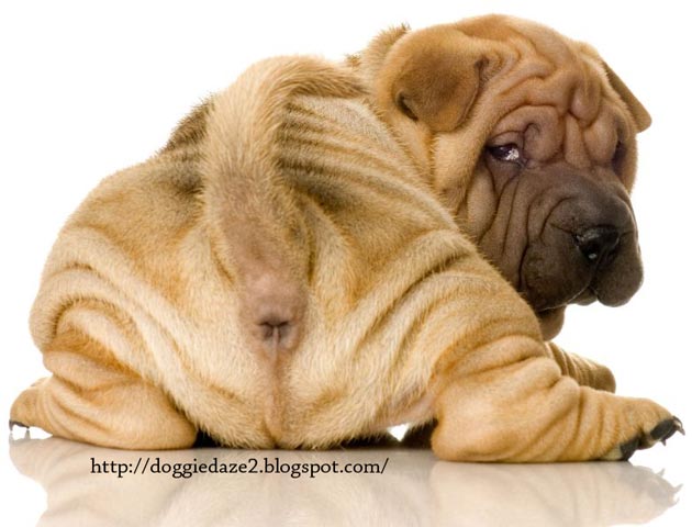 Perawatan Kerutan & Lipatan pada Anjing