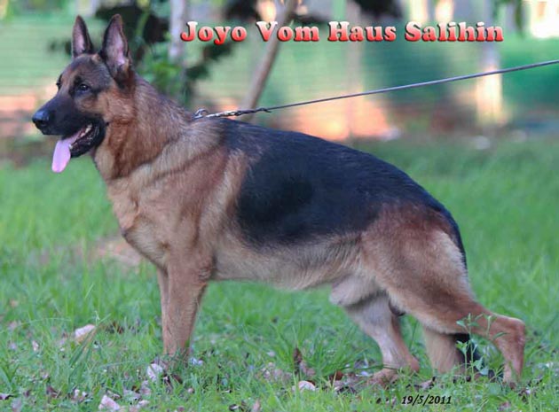 Joyo Vom Haus Salihin