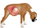 Kembung (Bloating) Pada Anjing