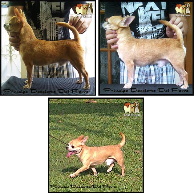 Principe Desierto Del Perro