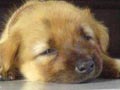 Coccidiosis Pada Anak Anjing
