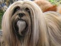 Lhasa Apso