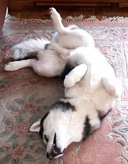 Epilepsi pada Anjing