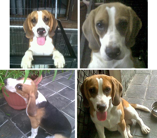 Beagle Hilang di Taman Ratu