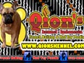Qion�s Kennel