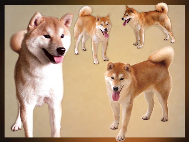 Genesis Kennel