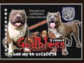 God Bless Bully