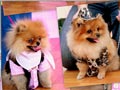 Laporan Dogs On The Road Villa Istana Bunga