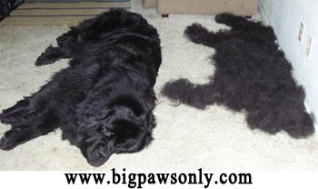 Mengurangi Kerontokan Pada Anjing