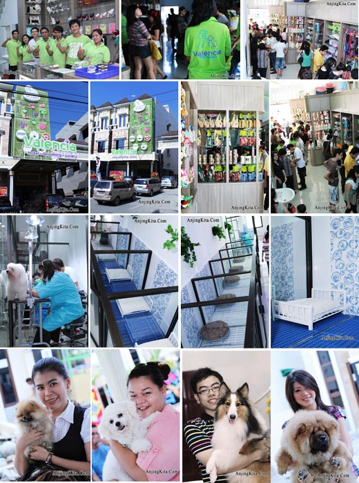 Pelayanan Terbaik Untuk Penggemar Anjing Di Kota Medan