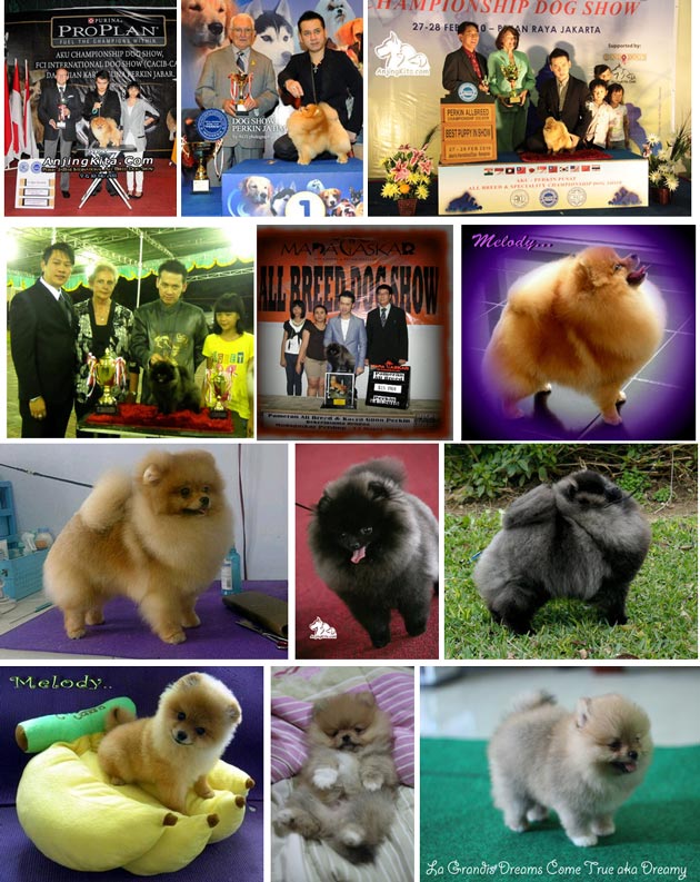 La Grandis Pomeranian 
